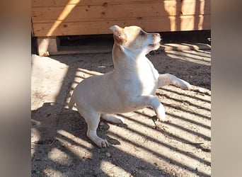 Hündin Kansy ist sehr lieb, fröhlich, verspielt !