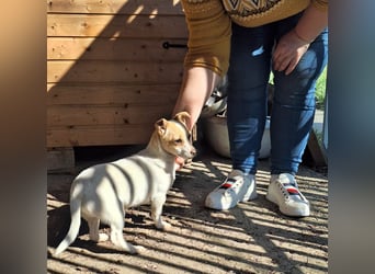 Hündin Kansy ist sehr lieb, fröhlich, verspielt !