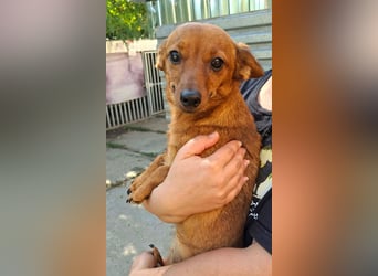 Die kleine Lucy ist sehr freundlich, verschmust, menschenbezogen !