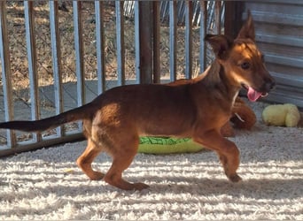 Toby ist ein liebevoller Wirbelwind !