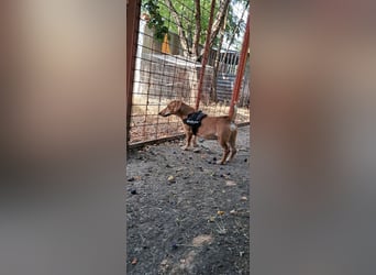 Füge ist ein lieber,fröhlicher  kleiner Sonnenschein !