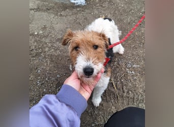 Hündin Ali ist sehr lieb, sanft und anhänglich !