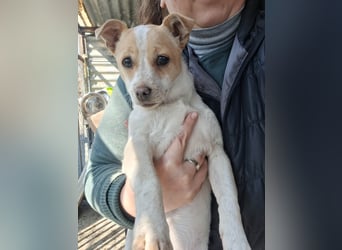 Hündin Kansy ist sehr lieb, fröhlich, verspielt !