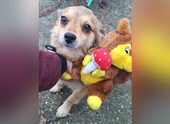 Hope sucht viel Liebe und Geborgenheit !