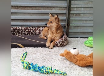 Hope sucht viel Liebe und Geborgenheit !