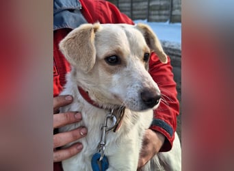 Sonnenschein Albert sucht ein Zuhause !