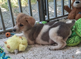 Alfie ist sehr freundlich, verspielt,sanft, anhänglich