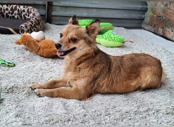 Hope sucht viel Liebe und Geborgenheit !