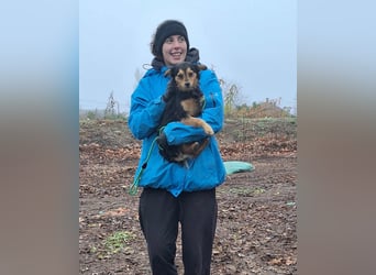 Der sanfte Rüde Lucky sucht ein Zuhause !