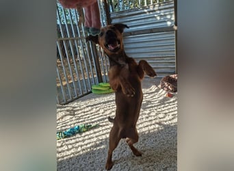 Toby ist ein liebevoller Wirbelwind !