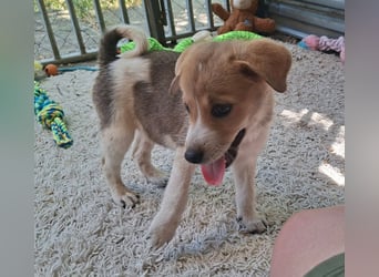 Alfie ist sehr freundlich, verspielt,sanft, anhänglich