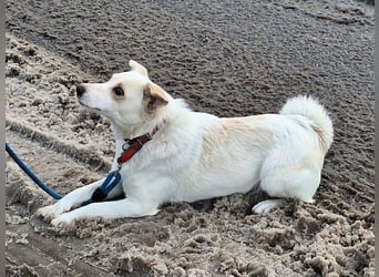 Sonnenschein Albert sucht ein Zuhause !