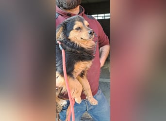 Der sanfte Rüde Lucky sucht ein Zuhause !