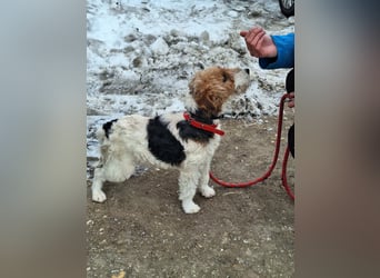 Hündin Ali ist sehr lieb, sanft und anhänglich !