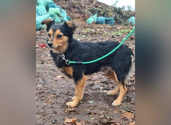 Der sanfte Rüde Lucky sucht ein Zuhause !