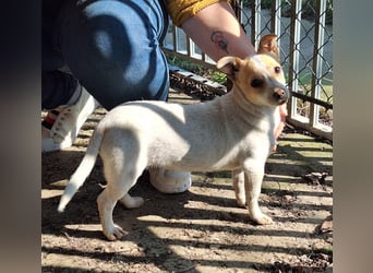 Hündin Kansy ist sehr lieb, fröhlich, verspielt !