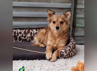 Hope sucht viel Liebe und Geborgenheit !