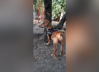 Füge ist ein lieber,fröhlicher  kleiner Sonnenschein !