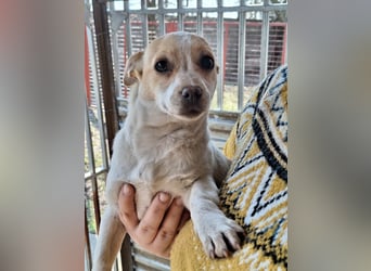 Hündin Kansy ist sehr lieb, fröhlich, verspielt !