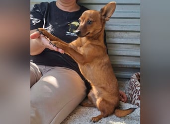 Die kleine Lucy ist sehr freundlich, verschmust, menschenbezogen !
