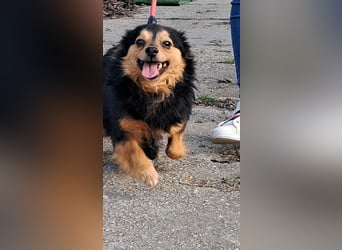 Der sanfte Rüde Lucky sucht ein Zuhause !