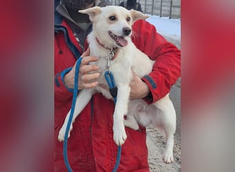 Sonnenschein Albert sucht ein Zuhause !