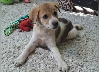 Alfie ist sehr freundlich, verspielt,sanft, anhänglich