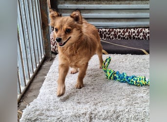 Hope sucht viel Liebe und Geborgenheit !