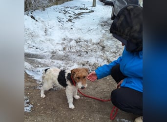 Hündin Ali ist sehr lieb, sanft und anhänglich !