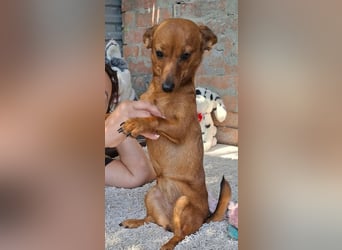 Die kleine Lucy ist sehr freundlich, verschmust, menschenbezogen !
