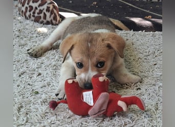 Alfie ist sehr freundlich, verspielt,sanft, anhänglich