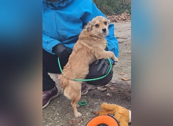 Hope sucht viel Liebe und Geborgenheit !