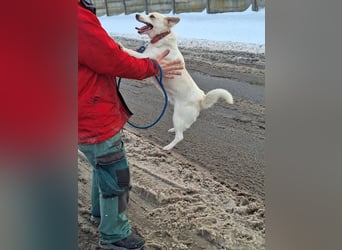 Sonnenschein Albert sucht ein Zuhause !