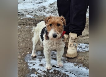 Hündin Ali ist sehr lieb, sanft und anhänglich !