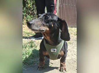 Die sanfte Kifli sucht Liebe und Geborgenheit !