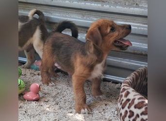 Cuki ist sehr lieb, verspielt, menschenbezogen, neugierig !