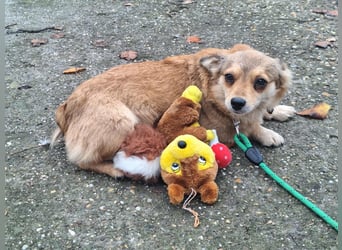 Hope sucht viel Liebe und Geborgenheit !