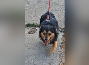 Der sanfte Rüde Lucky sucht ein Zuhause !