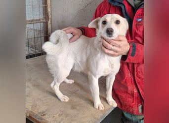 Sonnenschein Albert sucht ein Zuhause !