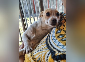 Hündin Kansy ist sehr lieb, fröhlich, verspielt !