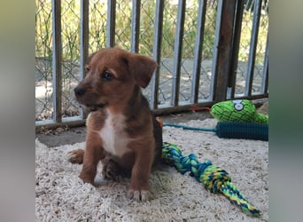 Cuki ist sehr lieb, verspielt, menschenbezogen, neugierig !