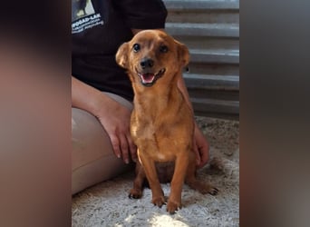 Die kleine Lucy ist sehr freundlich, verschmust, menschenbezogen !