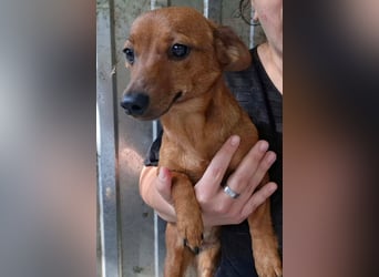 Die kleine Lucy ist sehr freundlich, verschmust, menschenbezogen !