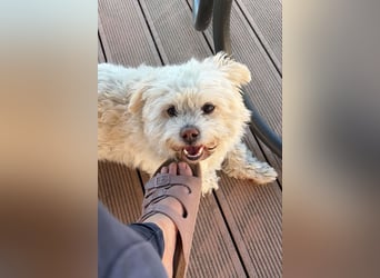 Fonsi sucht das Glück