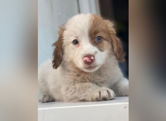 Milos, geb. ca. 10/2025, lebt in GRIECHENLAND, auf einer privaten Pflegestelle