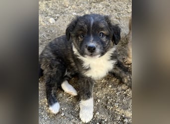 Faro, geb. ca.09/2025, lebt in GRIECHENLAND, auf einer privaten Pflegestelle