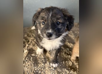 Faro, geb. ca.09/2025, lebt in GRIECHENLAND, auf einer privaten Pflegestelle