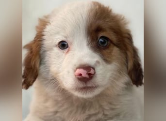 Milos, geb. ca. 10/2025, lebt in GRIECHENLAND, auf einer privaten Pflegestelle