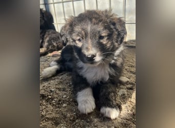 Faro, geb. ca.09/2025, lebt in GRIECHENLAND, auf einer privaten Pflegestelle