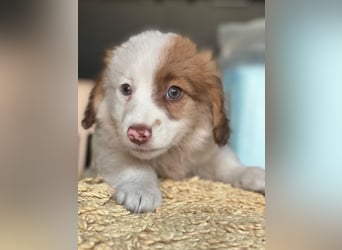 Milos, geb. ca. 10/2025, lebt in GRIECHENLAND, auf einer privaten Pflegestelle